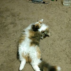 Meet your Posher, Lori